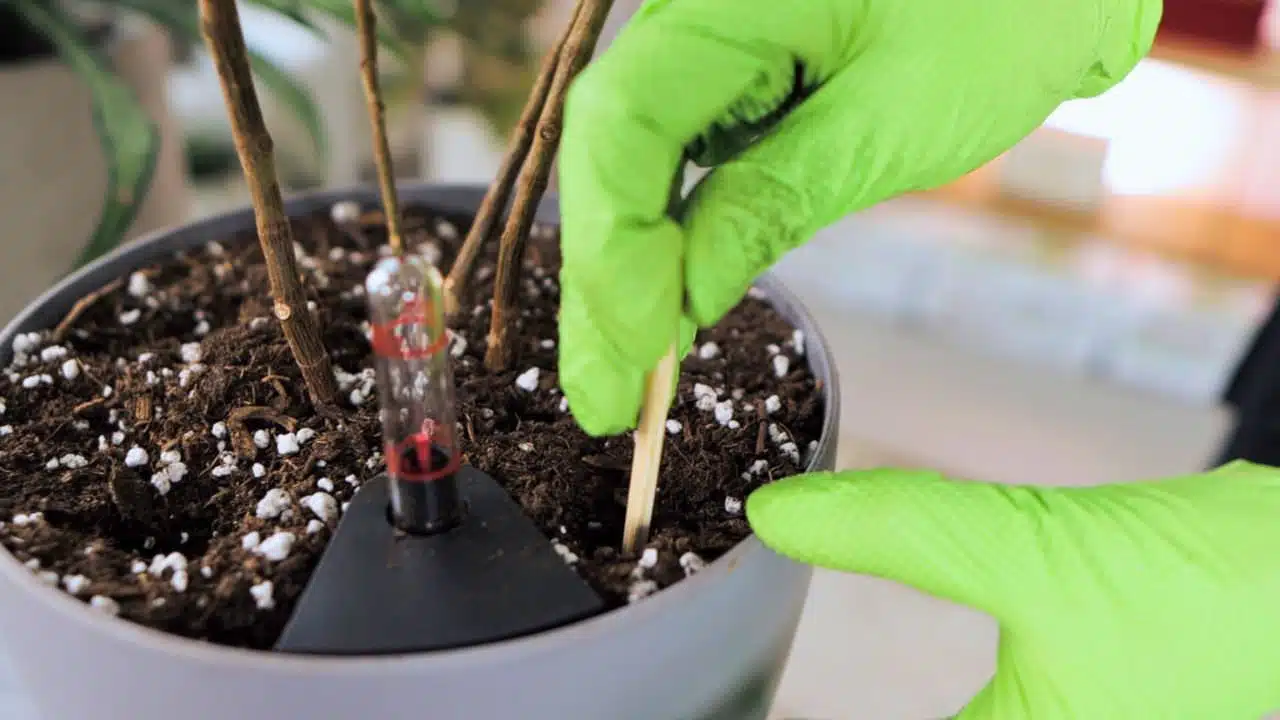 Close-up of a person wearing bright green gloves aerating the soil of a potted plant with a wooden stick, next to a moisture meter indicating the level of wetness in the soil.