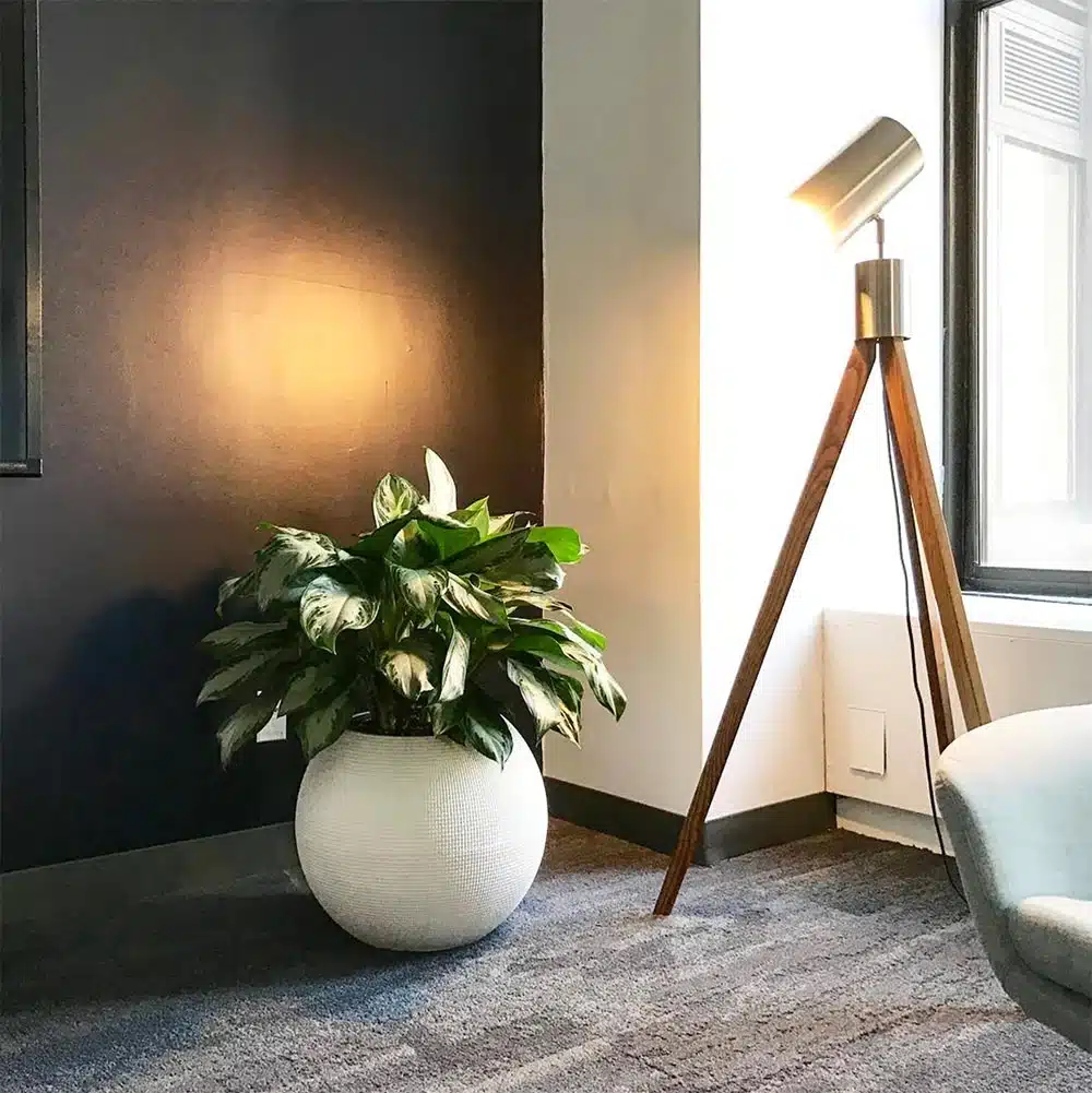 Image of Aglaonema plant placed againts dark wall and lit with artificial light