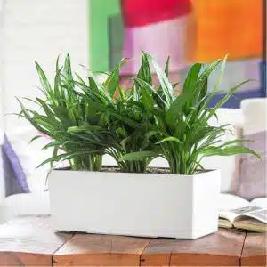 Image of Aglaonema Cutlass potted in Lechuza Balconera white planter and placed on wooden table,