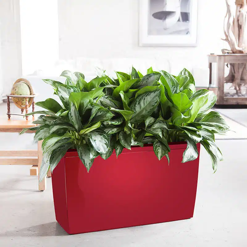 Aglaonema Plant