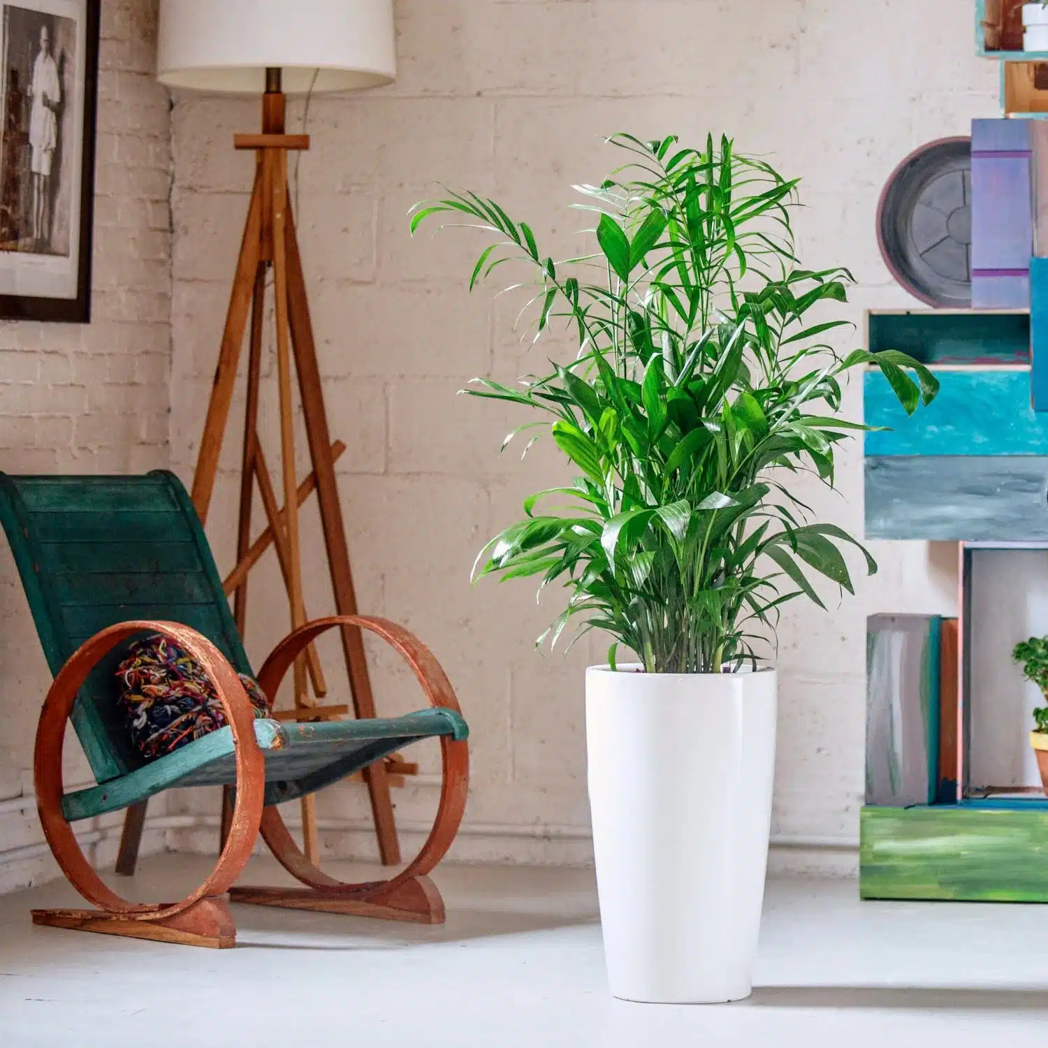 Bamboo palm image in the middle of the room