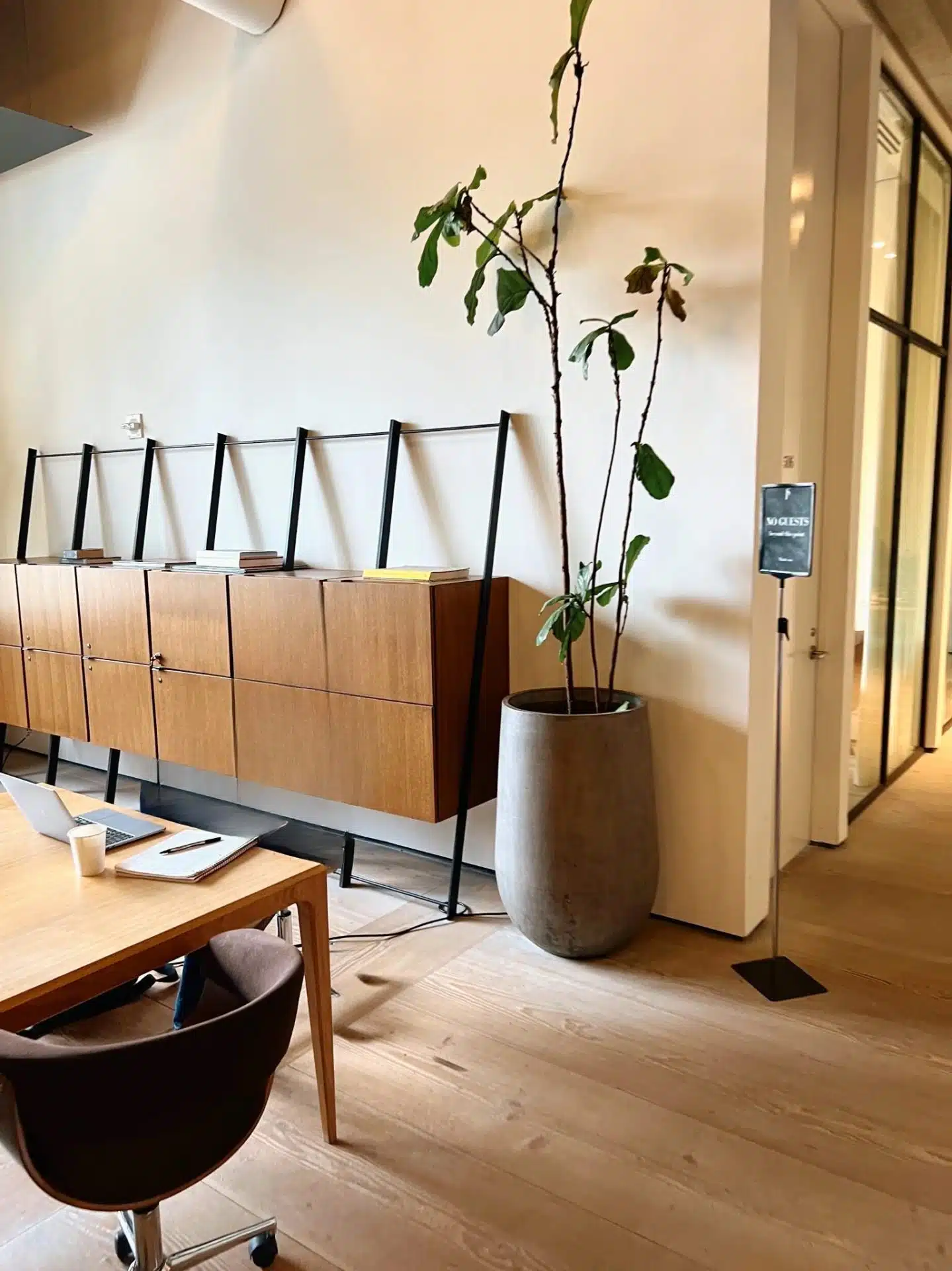Image of dying fiddle leaf fig in an office environment