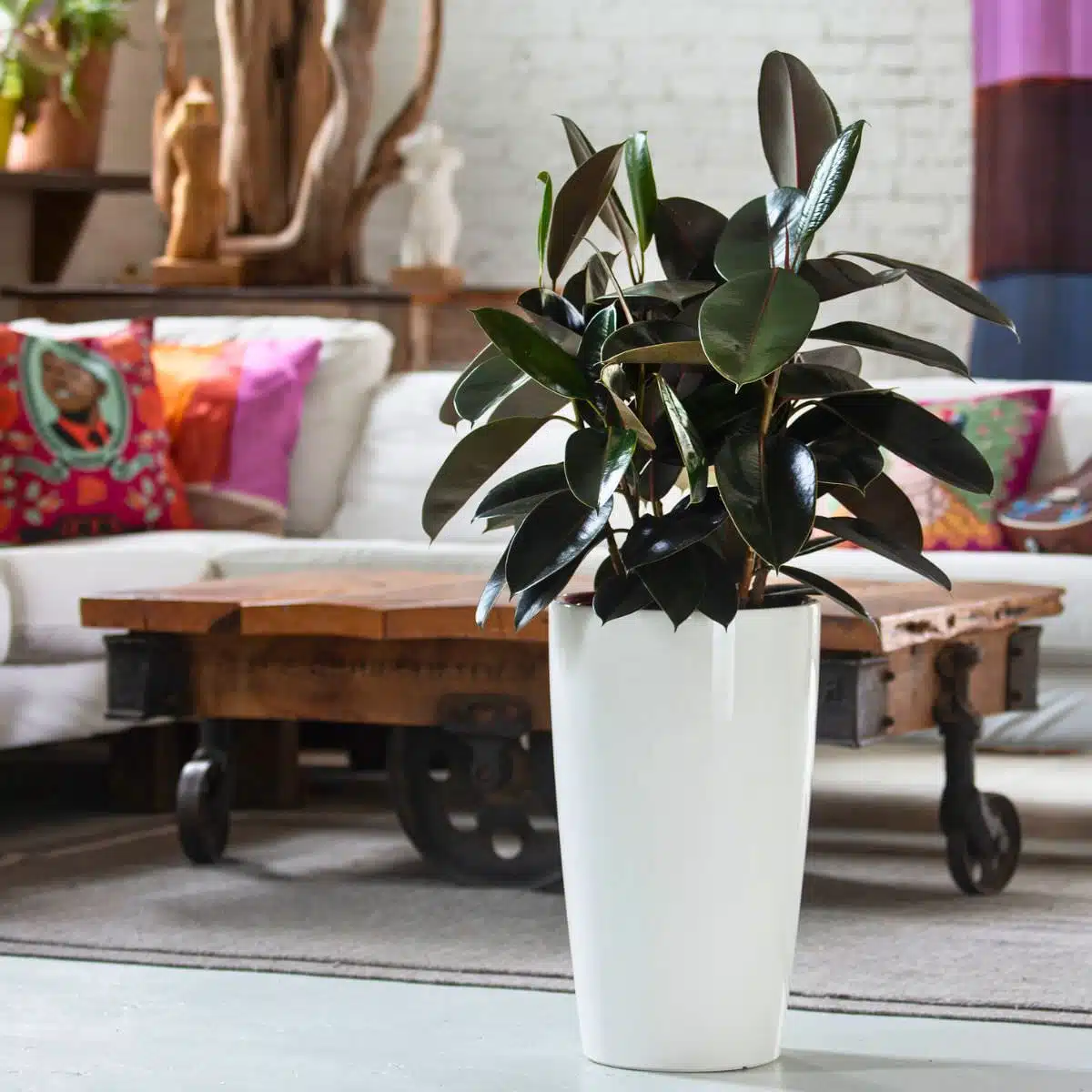 Lush rubber plant in a white pot on a light wooden floor, surrounded by boho-chic decor and colorful pillows, highlighting the best plant for bedroom aesthetics.