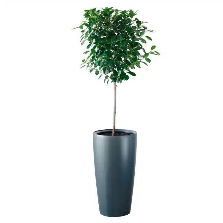 Ficus Moclame