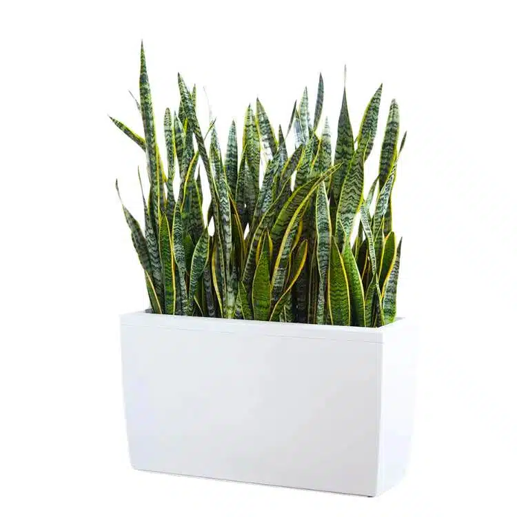 Image of sansevieria plant arrangement