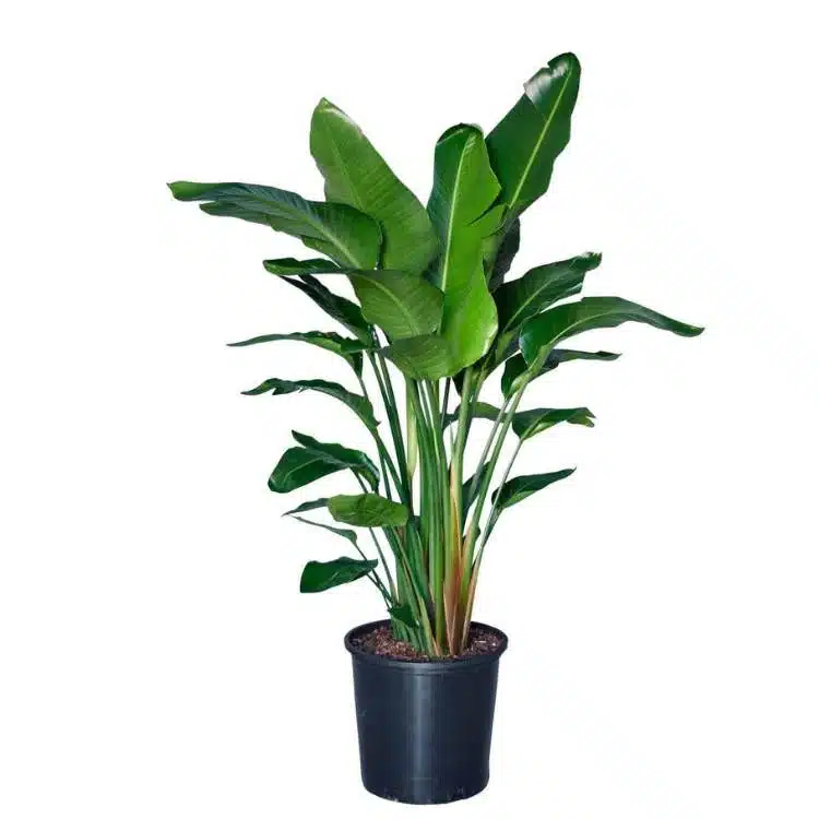 Image of Bird of Paradise plant in nursery pot