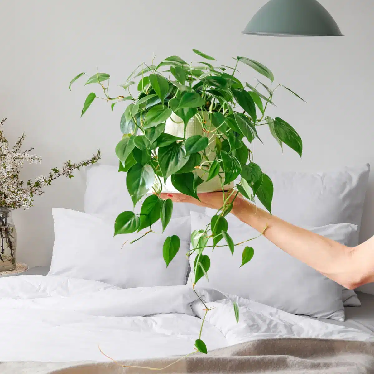 Person holding a lush green potted Philodendron plant in a cozy bedroom setting with white bedding and decorative flowers in vase