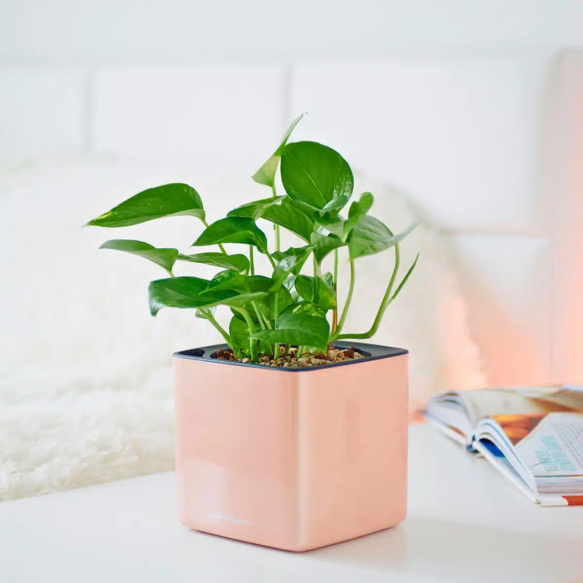A healthy Pothos plant, one of the best plants for bedroom, in a stylish peach-colored pot on a white table against a bright home interior background with a cozy reading nook.