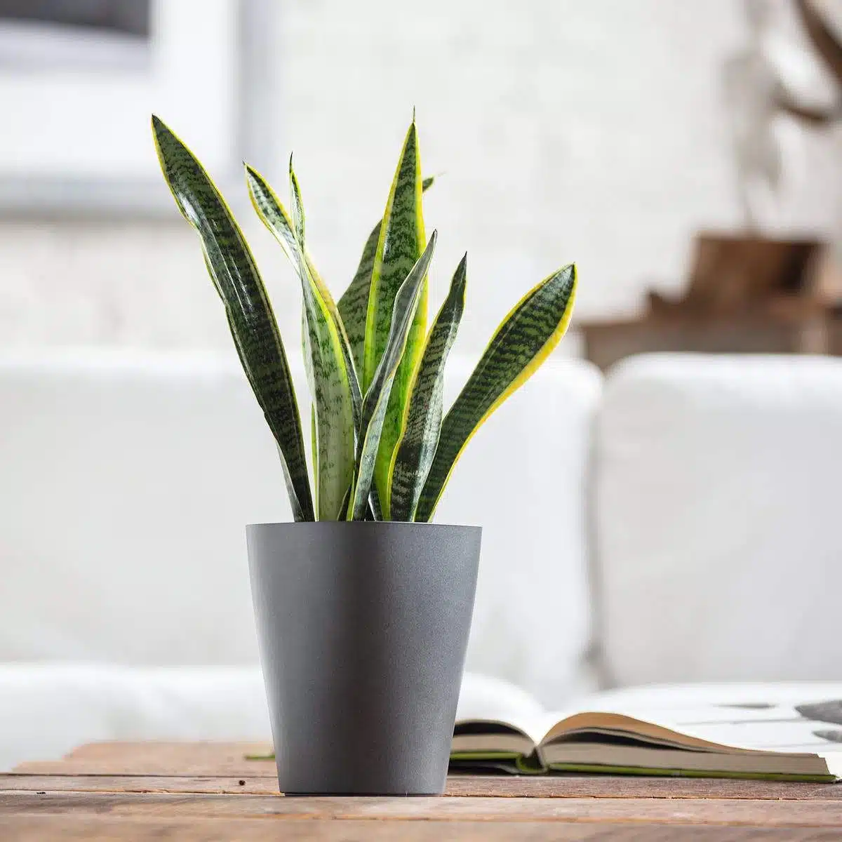 A snake plant in a modern gray pot on a wooden table with an open book; best plants for bedroom indoor plant decor concept.