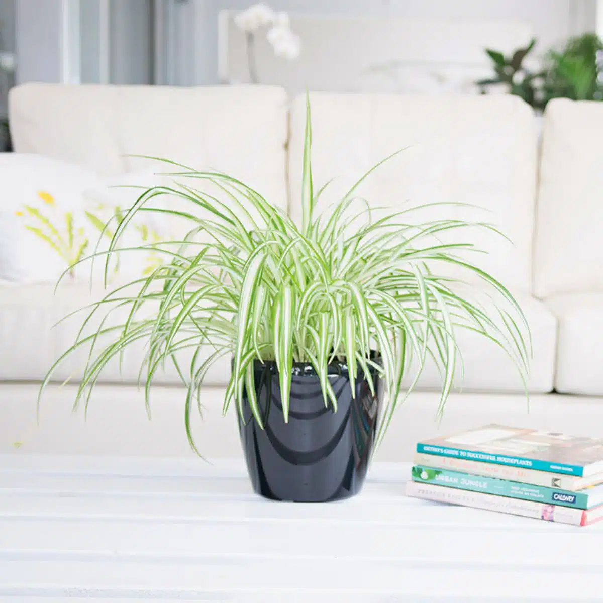 An indoor spider plant, one of the best plants for bedroom, in a black pot on a white table with home decor books and a cozy white couch in the background.