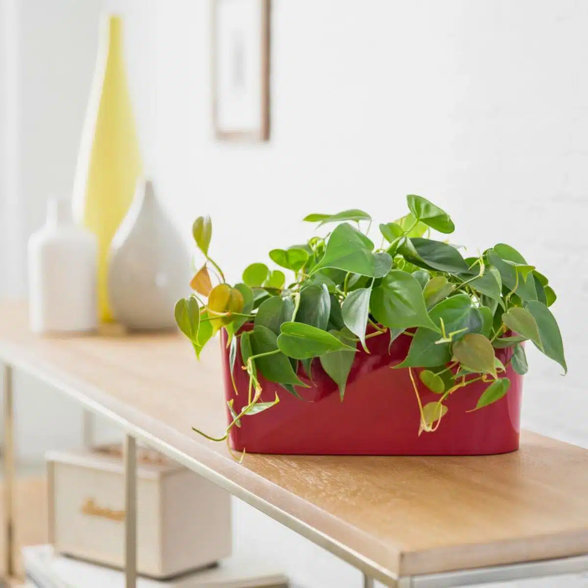 Indoor green philodendron plant in red pot on wooden console table with decorative vases against a white brick wall background