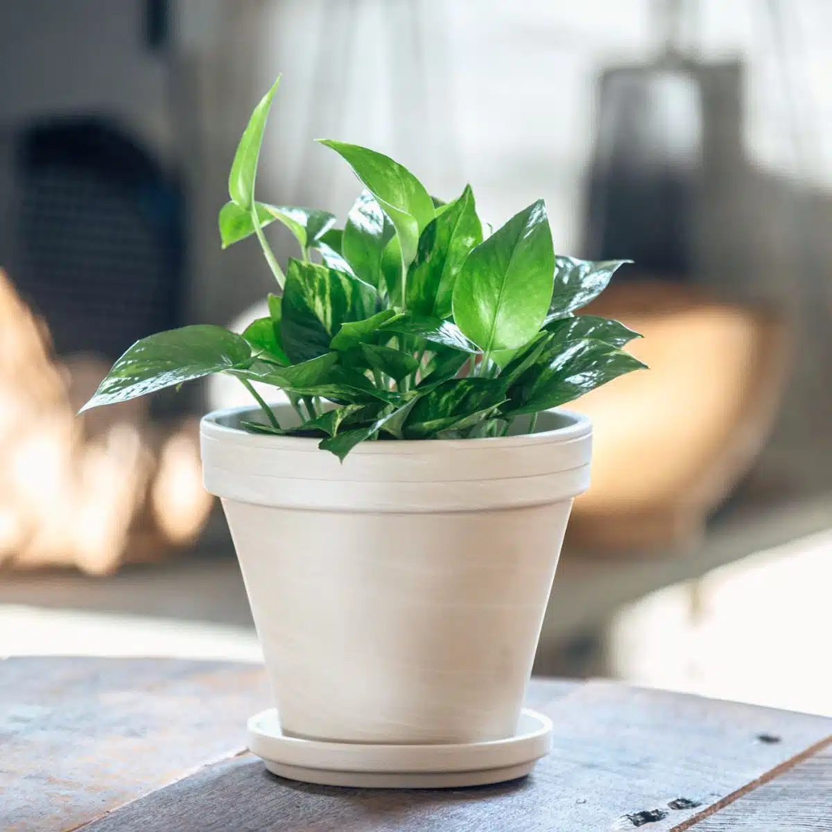 Vibrant green indoor plant in a white ceramic pot on a wooden table with soft natural lighting in a cozy home environment
