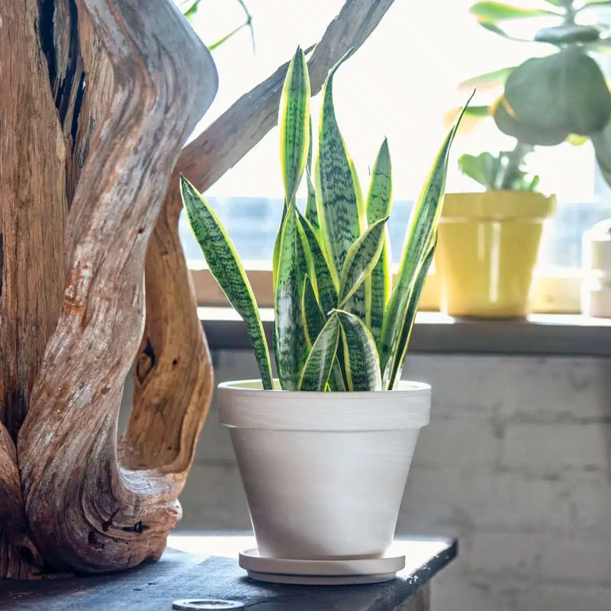 Indoor sansevieria snake plant in a white pot on a wooden shelf with natural light and decorative driftwood