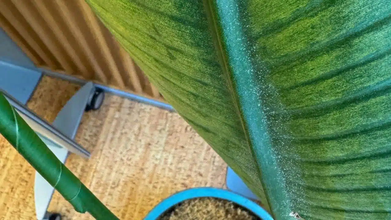 A close-up of a bird of paradise plant leaf showing signs of spider mite infestation, highlighted by the fine webbing and speckled discoloration.