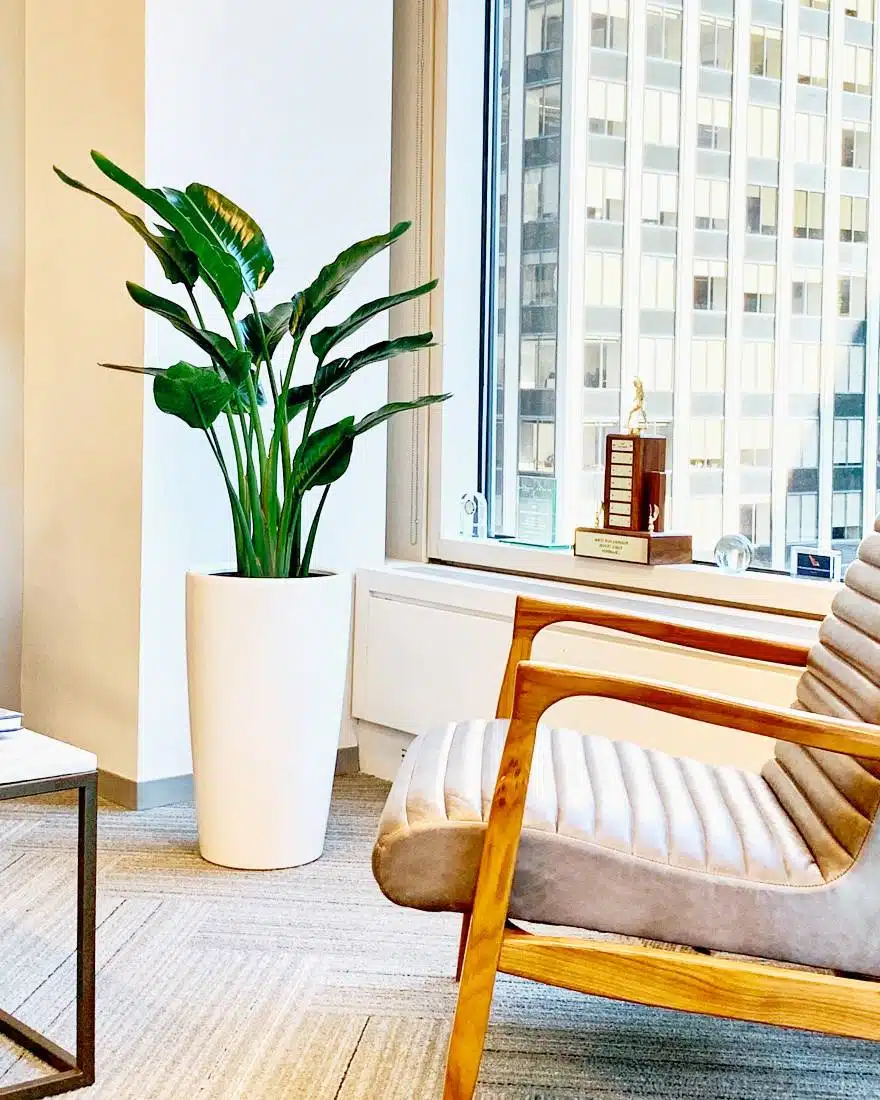 A bird of paradise plant in a bright, modern office setting with large windows, a comfortable armchair, and a trophy on the windowsill.