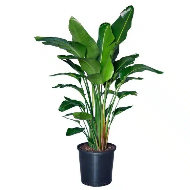 Image of Bird of Paradise plant in nursery pot