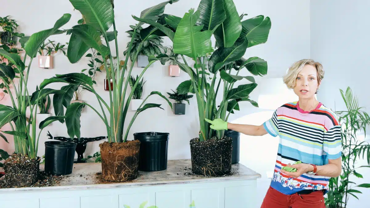 Juliette in a striped, multicolored shirt and red pants wearing green gloves, holding a gardening tool, stands next to Bird of Paradise plants with exposed roots, ready for dividing, in a bright room with a decorative wall of hanging plants.