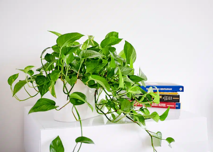 cascading pothos on the dresser