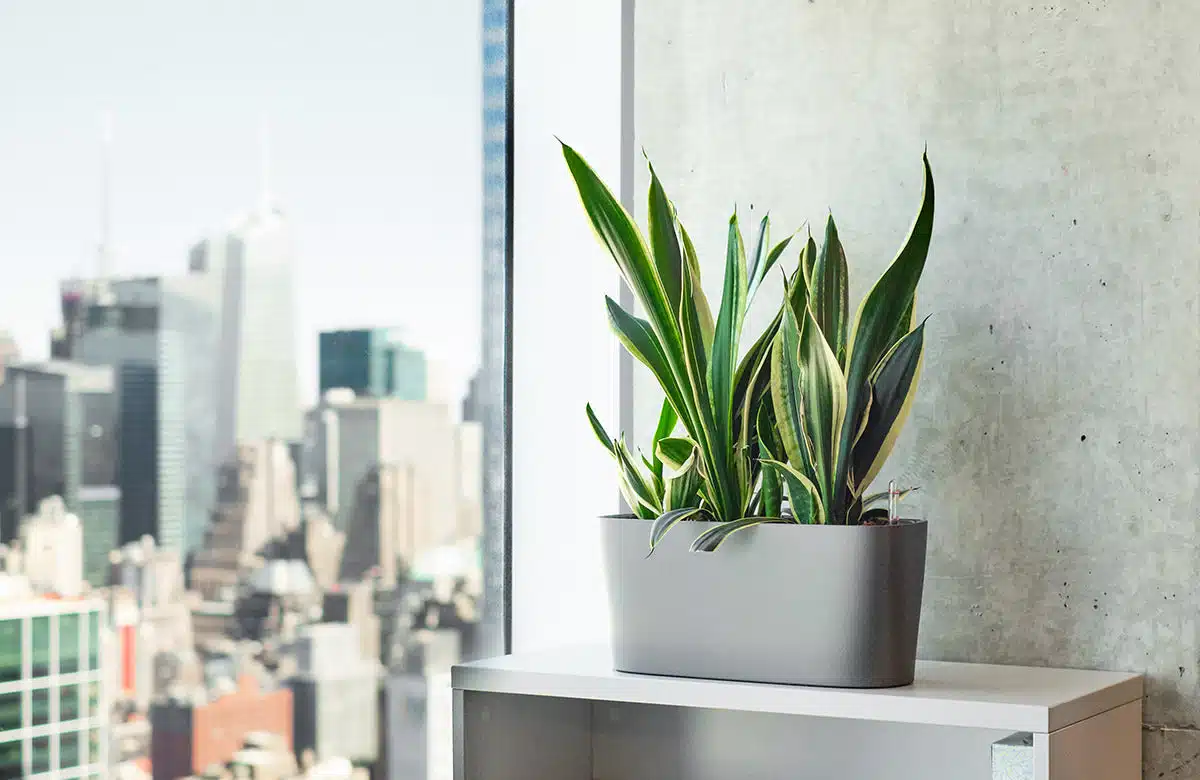 chooce right office plants