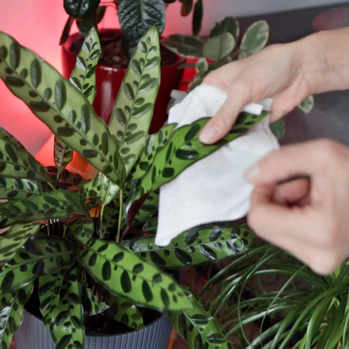 Person cleaning the leaves of a prayer plant indoors, plant care routine maintenance concept.