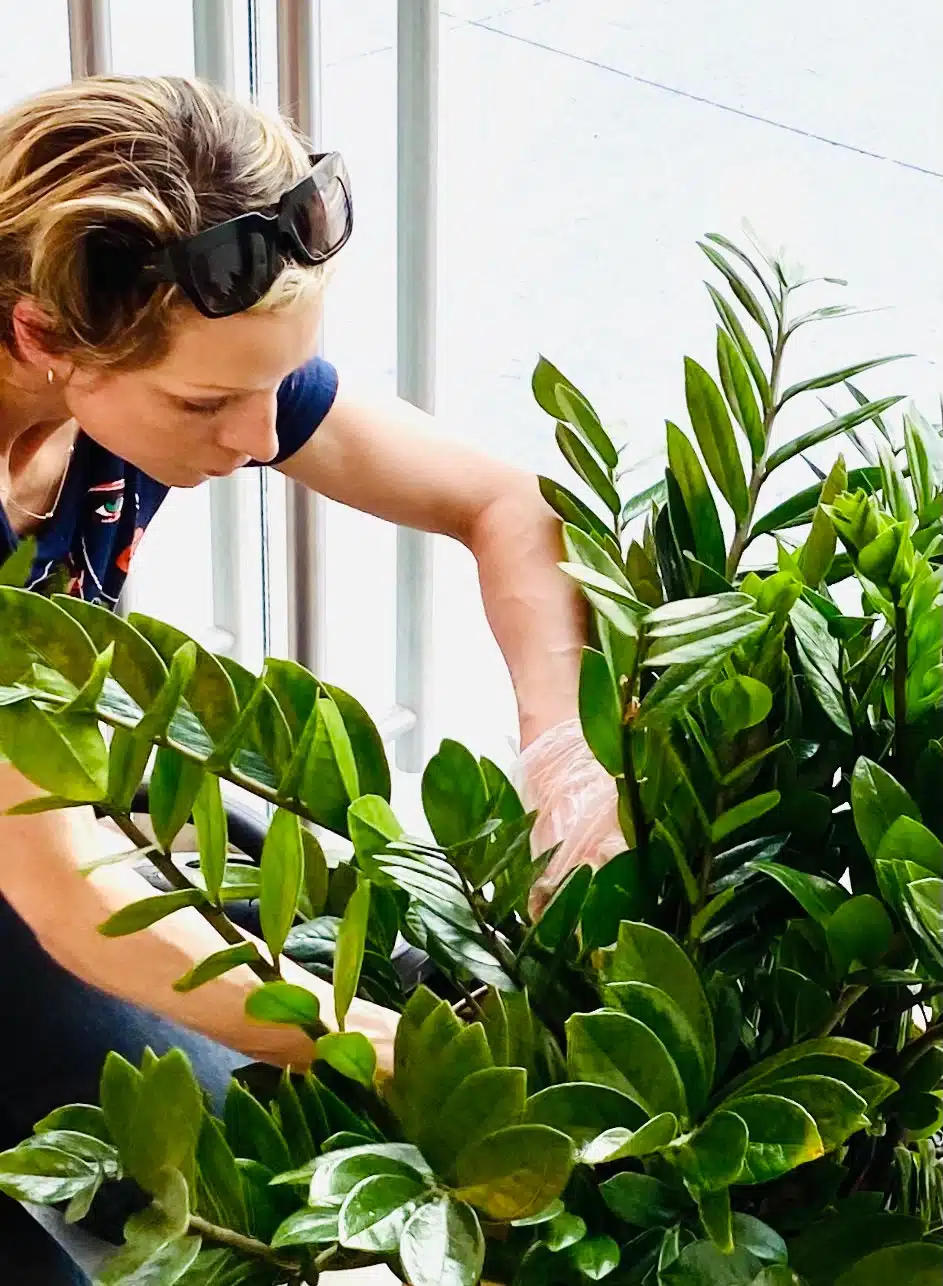 Juliette inspecting a ZZ plant for common issues, closely examining the leaves and stems.