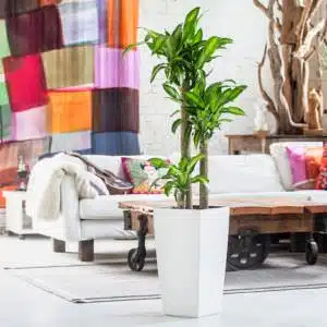 Image of beautiful corn plant potted in Lechuza Cuvico planter and place in the middle of the NYC loft