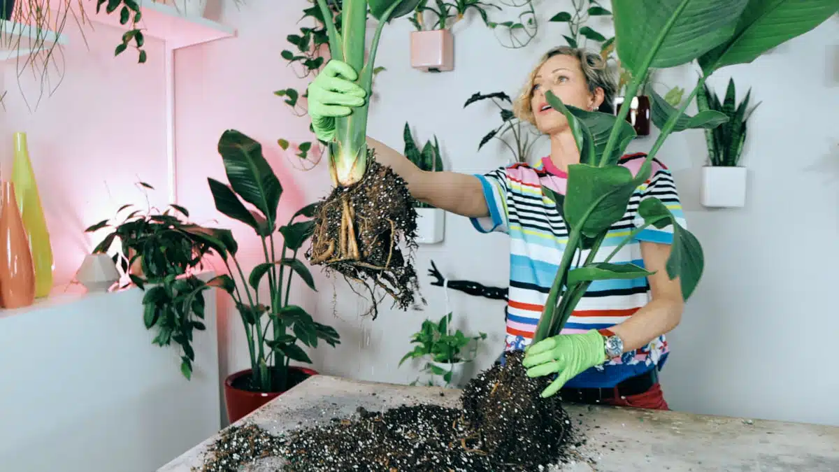 Juliette in a striped shirt and green gloves holding up a section of a Bird of Paradise plant with a large clump of soil and roots, ready for transplanting, against a background of various indoor plants and pink neon lighting.