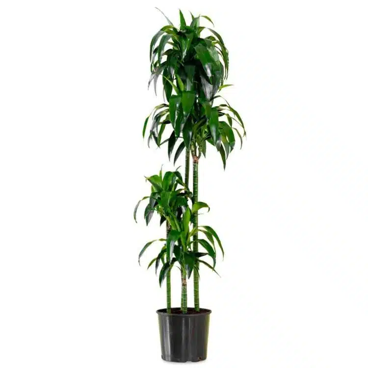 Image of Dracaena Lisa plant in nursery pot