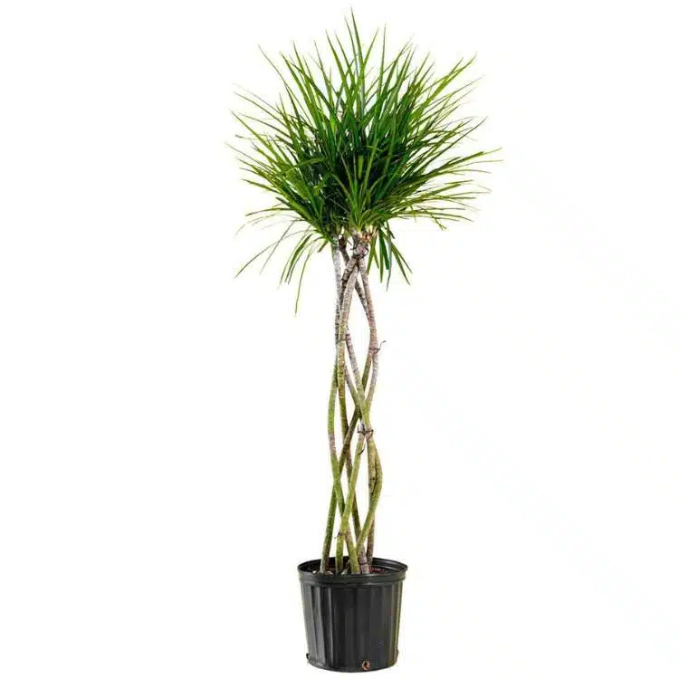 Image of Dracaena Marginata plant in nursery pot