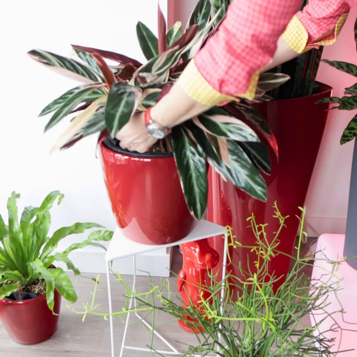 Person tending to indoor plants with diverse foliage in bright red pots adding a vibrant touch to home decor