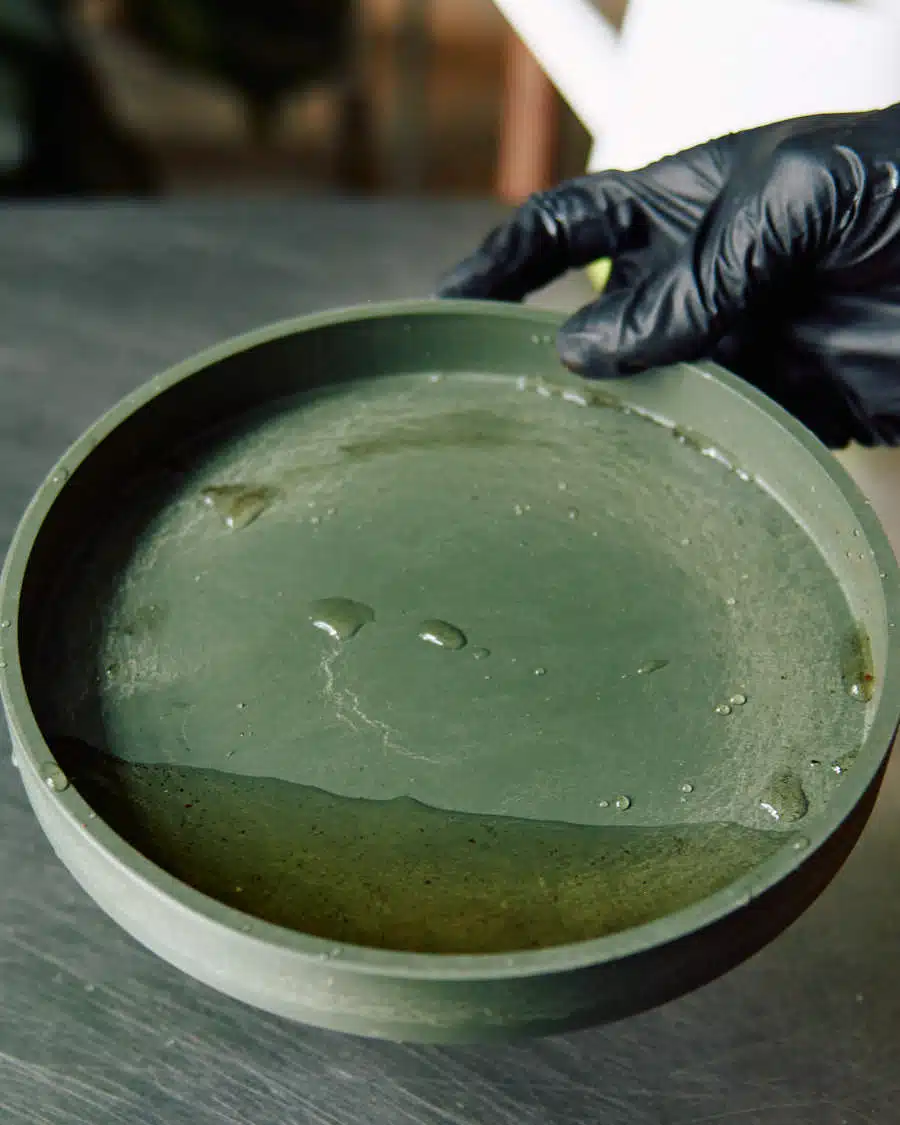 A person wearing black gloves emptying remaining water from a green planter saucer after watering a ZZ plant.