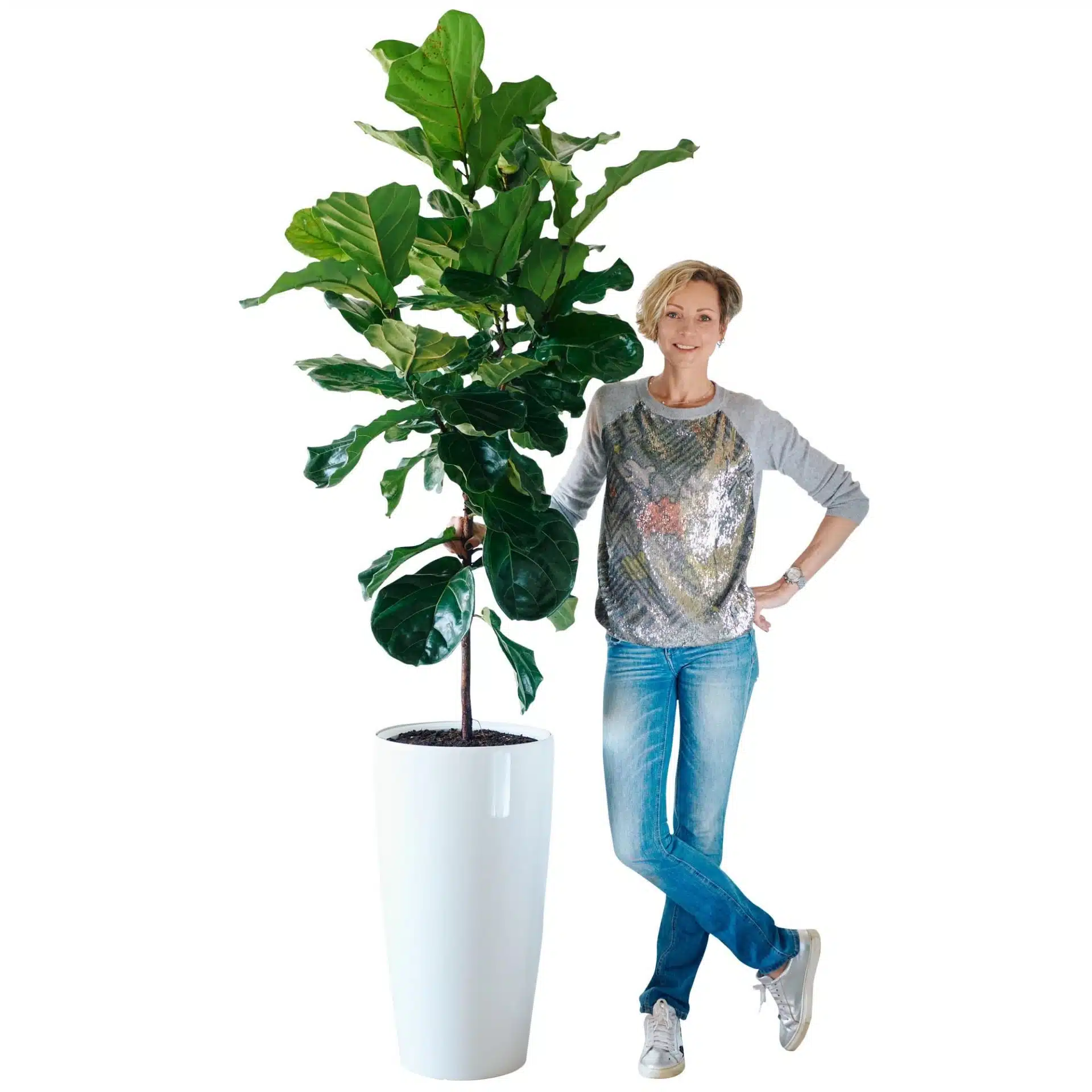 fiddle leaf fig
