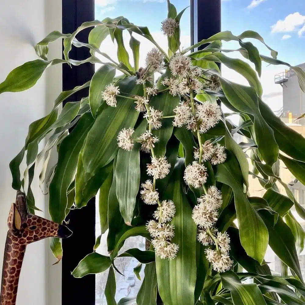 Image of Dracaena Lisa flowering plant in low light office