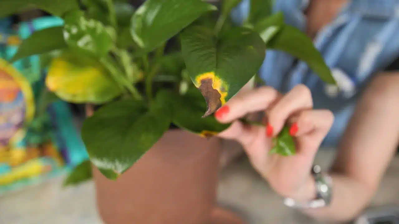 Close-up of a pothos plant leaf with yellow and brown discoloration, held by a person with red nails, with a FoxFarm Ocean Forest soil bag in the background during a one-month update for the FoxFarm Ocean Forest soil review.