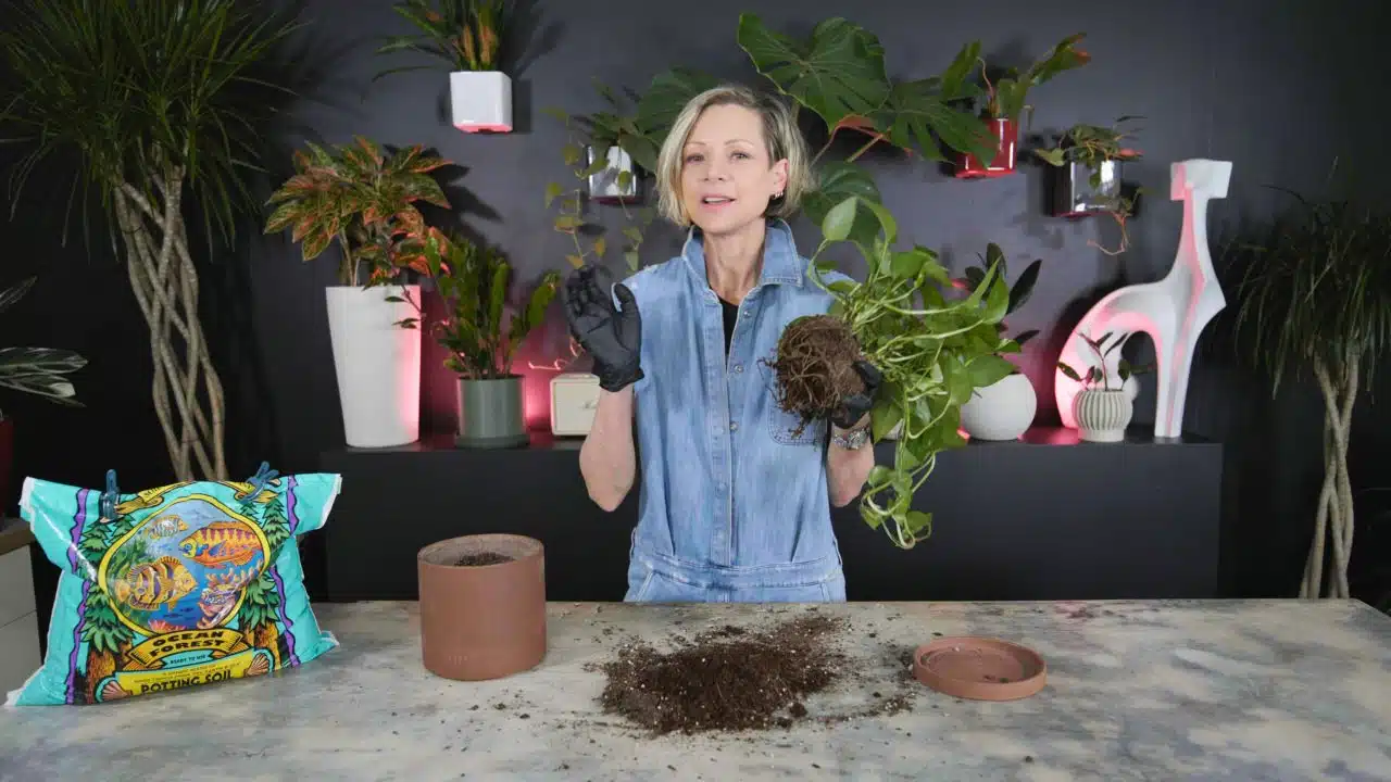 A person wearing gloves holding a pothos plant with exposed roots, standing behind a table with spilled soil, a terracotta pot, and a FoxFarm Ocean Forest soil bag, providing a 1.5-month update during a FoxFarm Ocean Forest soil review.