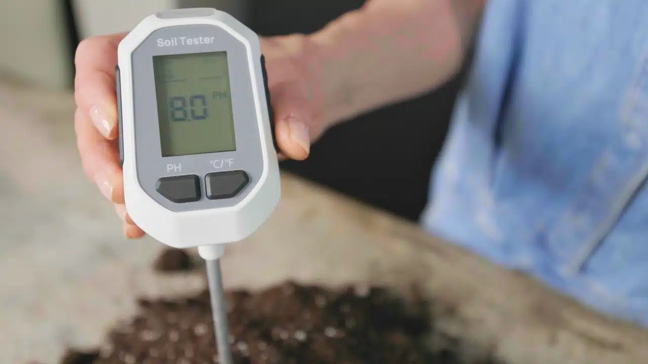 The image shows a hand holding a digital soil tester displaying a pH reading of 8.0. The tester probe is inserted into soil on a table, suggesting a pH analysis of the soil's alkalinity. The background includes blurred details of a workspace. This scene illustrates the evaluation of FoxFarm Ocean Forest soil's pH levels as part of a soil review.
