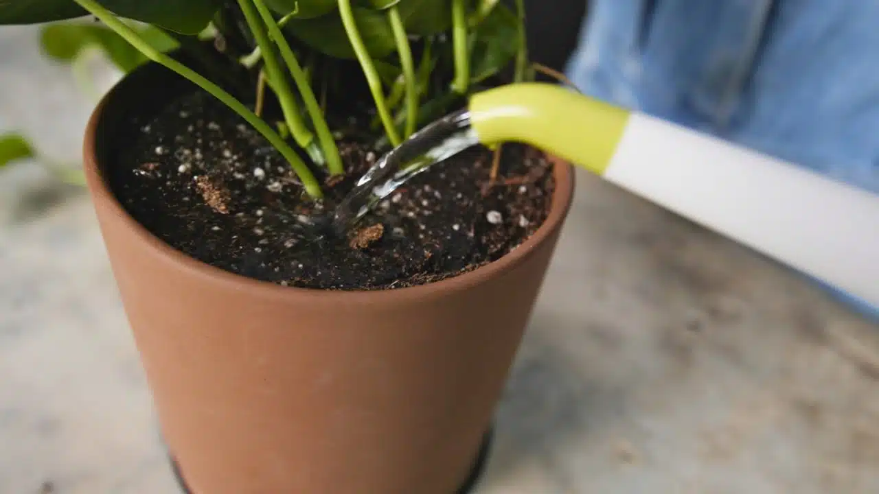 Water being poured onto FoxFarm Ocean Forest soil in a terracotta pot with a newly repotted plant, highlighting soil hydration during a FoxFarm Ocean Forest soil review.