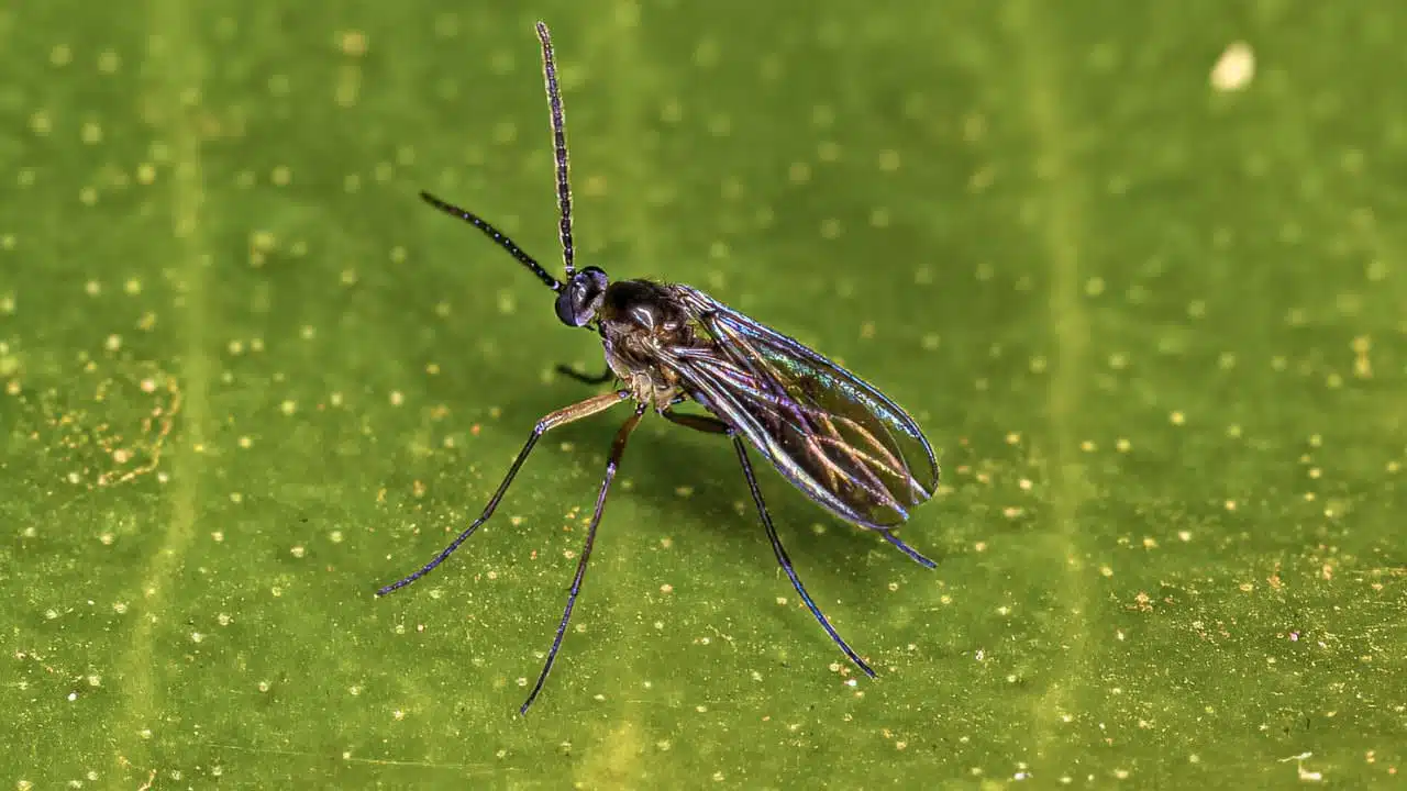 Macro shot showing how to get rid of fungus gnats in plants, featuring a fungus gnat with iridescent wings delicately perched on a vibrant green leaf, speckled with tiny particles, highlighting the insect's delicate form and intricate details.