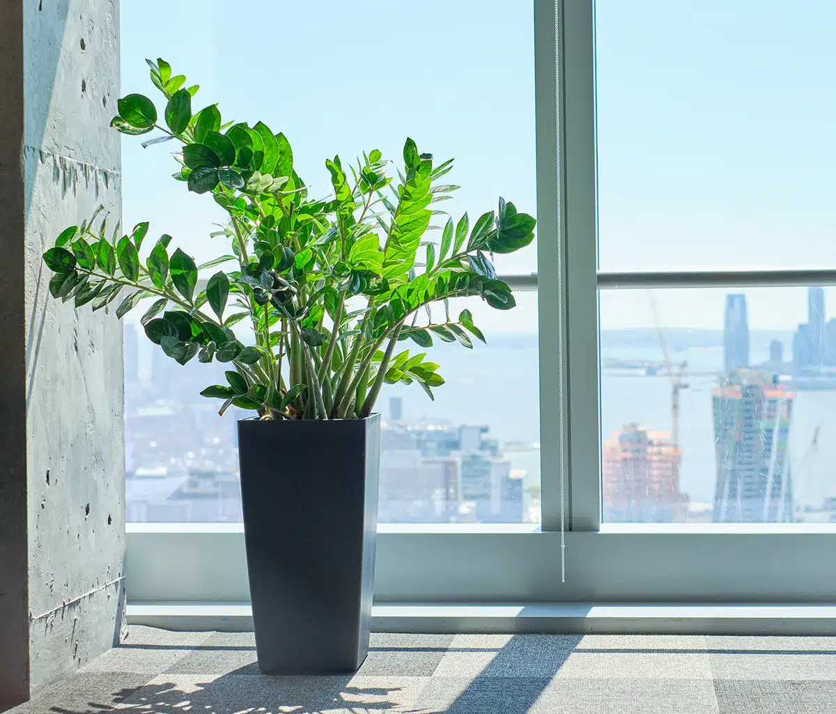 How to choose the right plants for your office