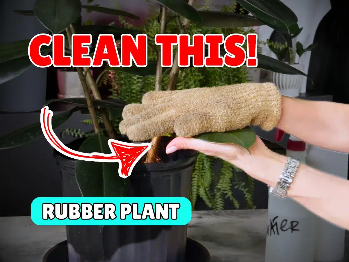 A person wearing a tan glove gently wipes the leaves of a rubber plant in a black pot, illustrating how to clean rubber plant foliage. Bold red text overlay reads “CLEAN THIS!” and a teal label says “RUBBER PLANT,” with an arrow pointing to the plant. A spray bottle and a fern are visible in the background.