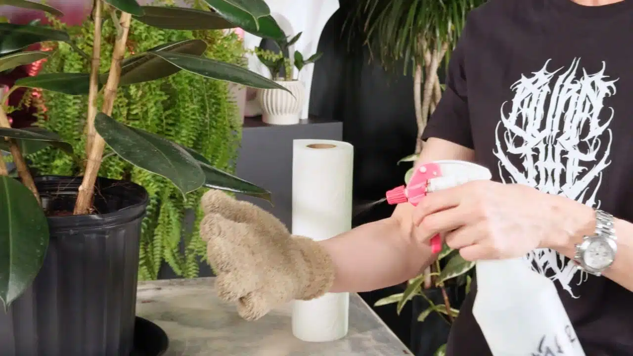 A person wearing a black T-shirt demonstrates how to clean rubber plant leaves by spraying them with water from a pink spray bottle and wiping them with a soft, fuzzy glove. A roll of paper towels and various houseplants, including a fern, are visible in the background.