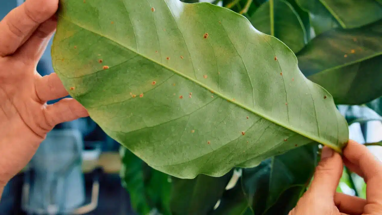 Close-up of hands holding a large leaf with small brown scale insects on the underside, indicative of a common plant pest problem.
