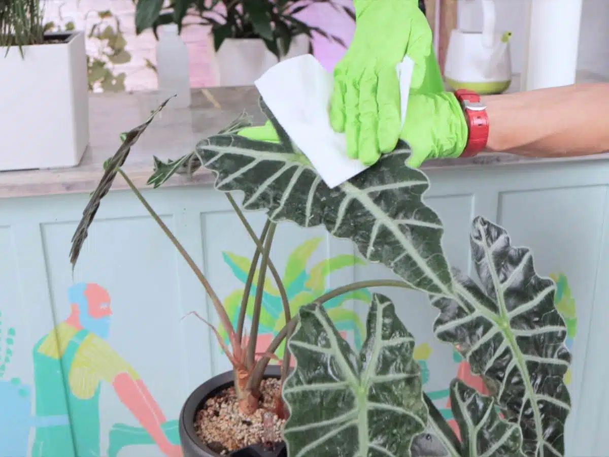 how to get rid of spider mites treatment 1
