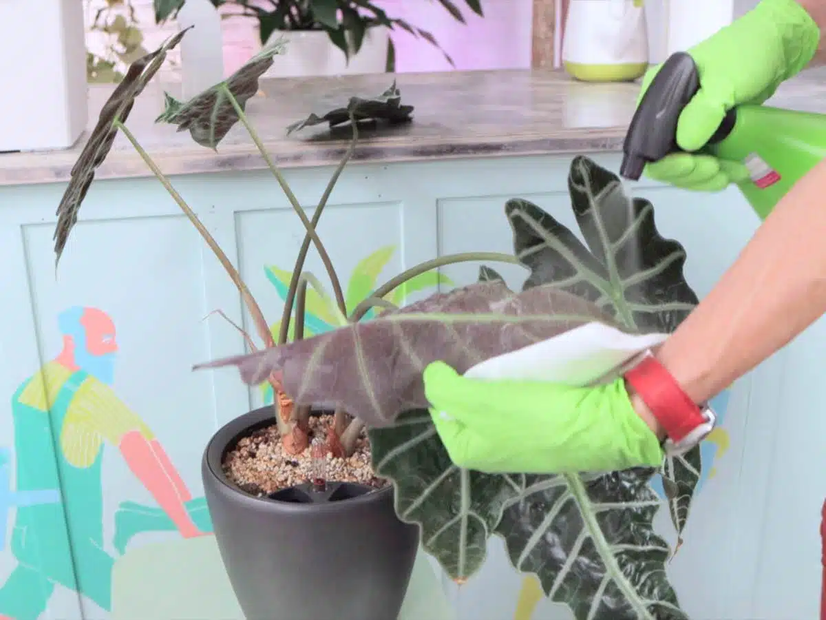how to get rid of spider mites treatment