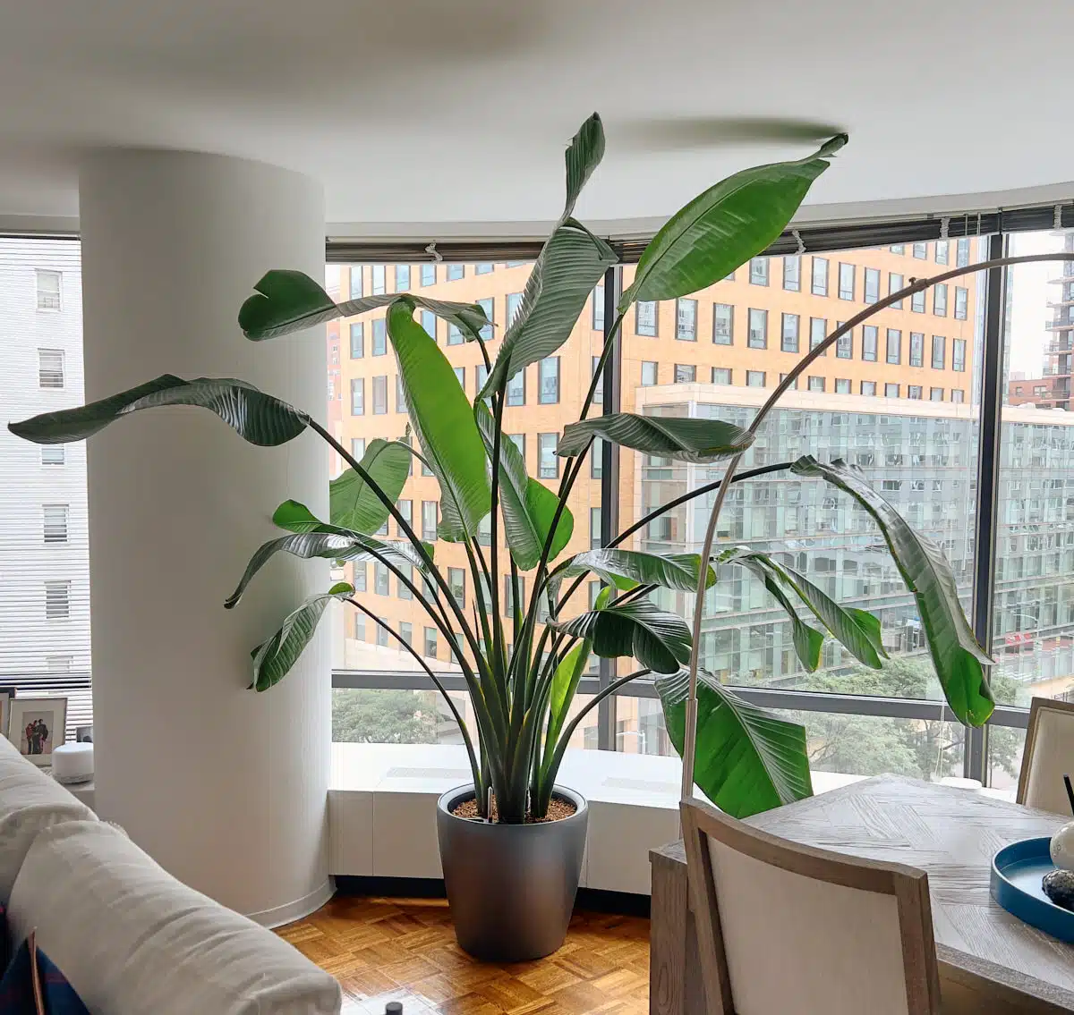 A Bird of Paradise plant with large, lush green leaves in a dark gray pot, placed near a window in a bright room with urban views, overgrown plant that needs pruning.