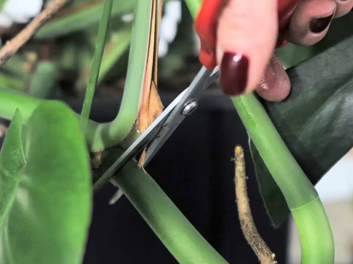Pruning Monstera Deliciosa stem