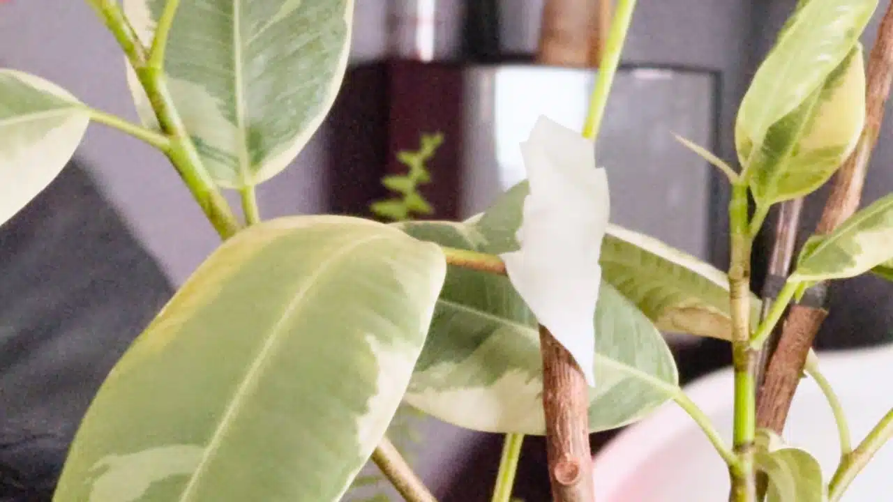 A close-up of a variegated rubber plant showing a fresh cut on the stem, illustrating how to prune a rubber plant.
