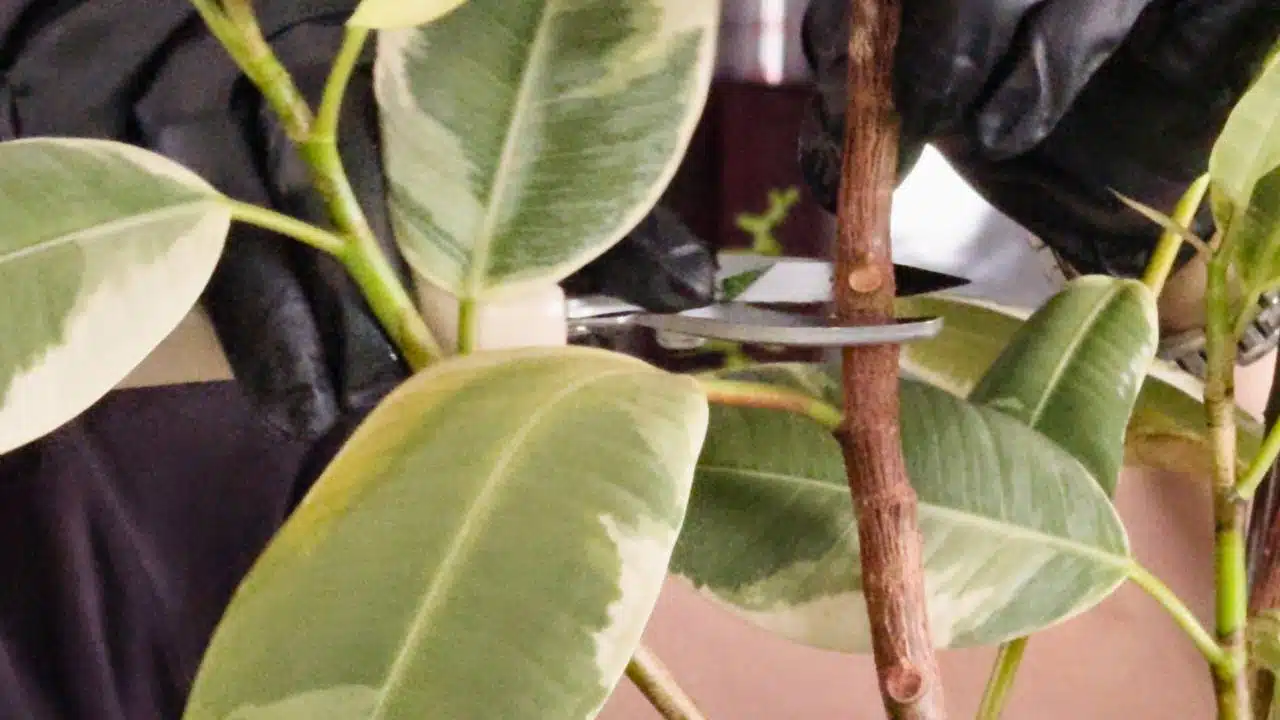 A person wearing black gloves uses pruning shears to trim a stem on a variegated rubber plant, demonstrating how to prune a rubber plant.
