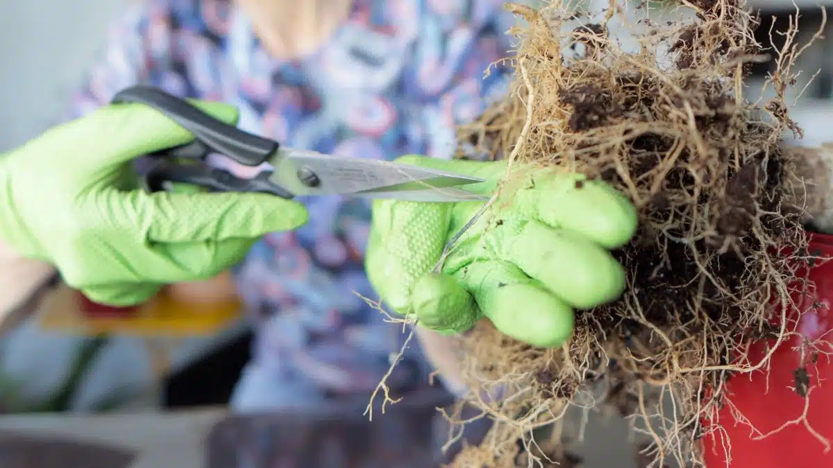 Person wearing green gardening gloves trimming plant roots with scissors for repotting or root pruning activity