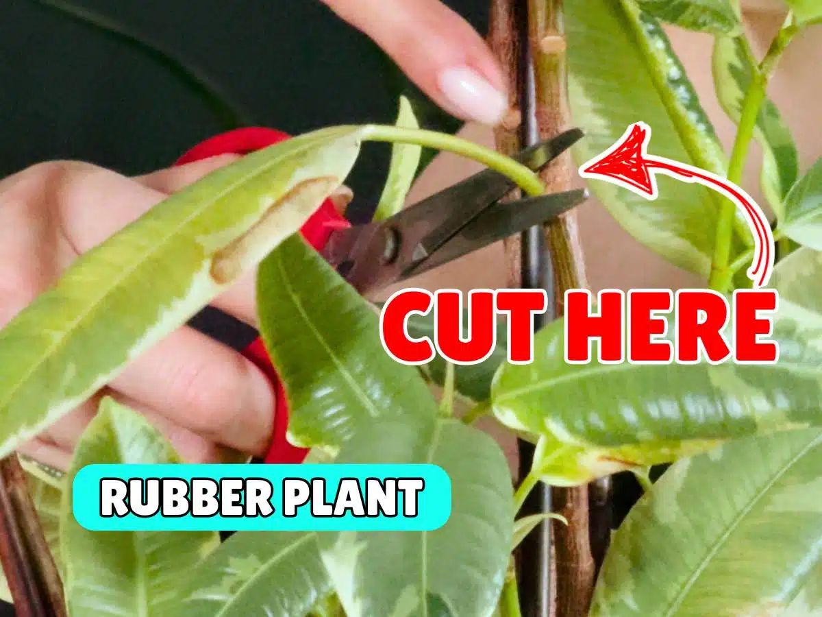 A close-up of a person using red pruning shears to cut a stem on a rubber plant, with bold text reading “CUT HERE” and “RUBBER PLANT,” demonstrating how to trim a rubber plant.
